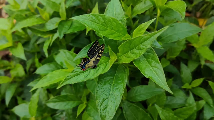 A striking black butterfly with beautiful pale yellow markings and a colourful head rests gracefully on fresh, vibrant green leaves. Its patterned wings stand out vividly against the lush foliage — a lovely close-up of nature