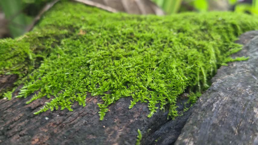 Green moss on rock in forest