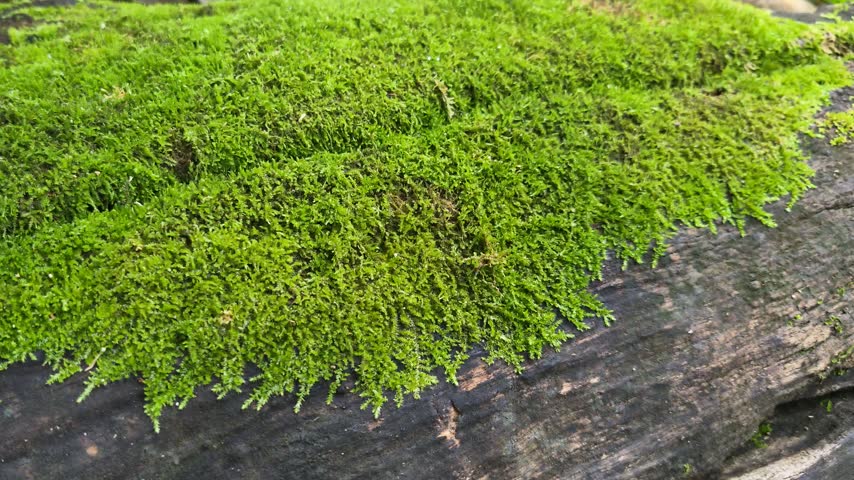 Green moss on rock in forest