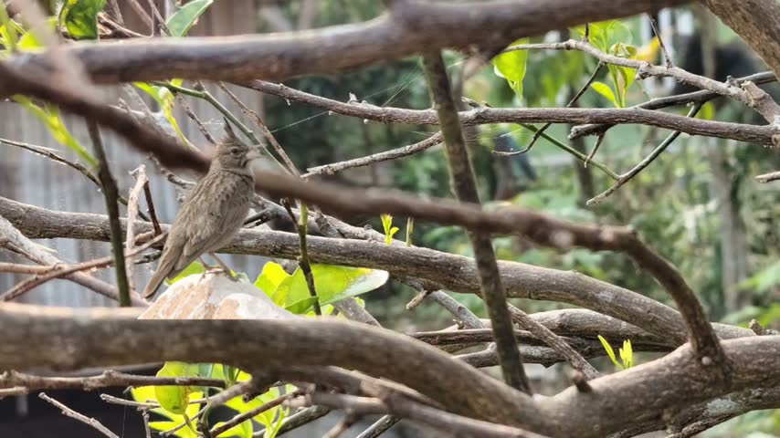 A small brown bird perches calmly on a rough stone surface, framed by tangled bare branches and fresh green leaves. Soft natural light highlights its delicate form, creating a quiet, peaceful moment of wildlife in a simple natural setting.