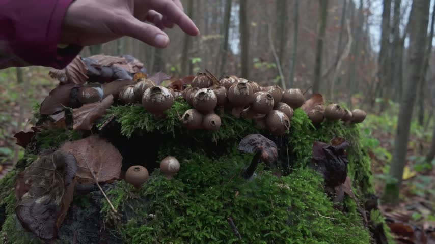 Puffball mushrooms release clouds of spores as a woman gently crushes them with her fingers. A colony grows on a mossy tree stump in a Bavarian forest, Germany. Fungal dust bursts into the air.