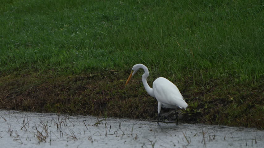 Great egret fishing on the shore of a lake