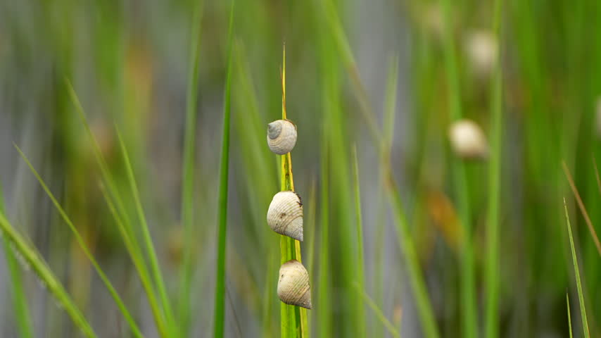 Snails clinging to a blade of grass in a marsh
