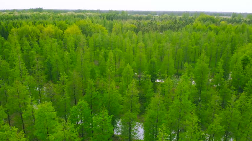 Aerial view of lush green forest trees growing along a calm river bank