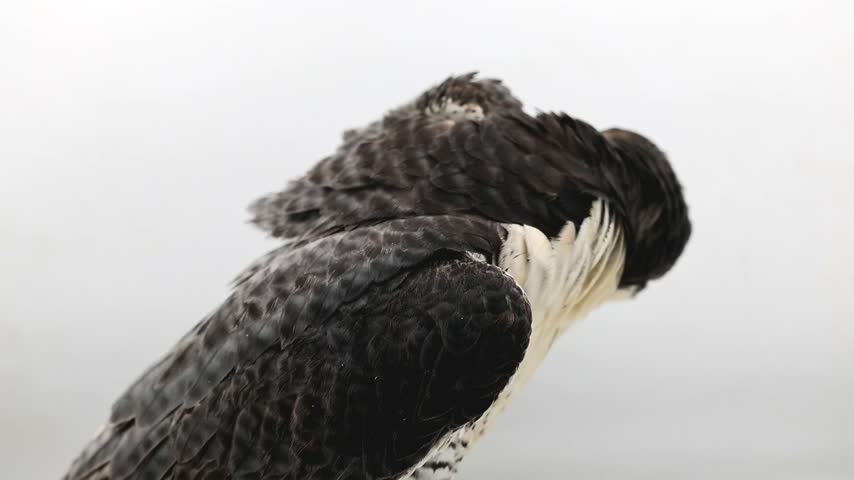 Close Up Portrait of a Majestic Peregrine Falcon for Falcon Species Portrait for Bird Species Profiles, Classroom Resources, and Natural History Features Slow Motion 180fps Footage