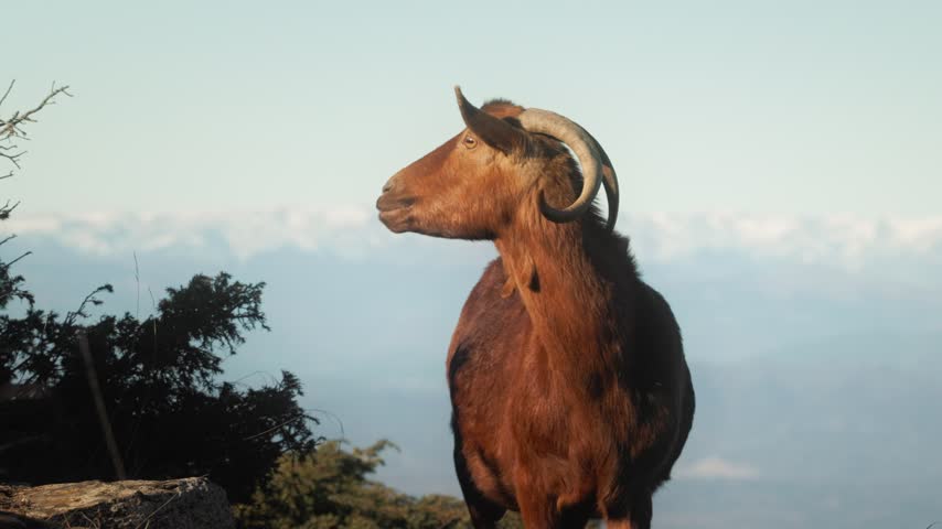 Horned reddish brown goat stands on a rock and turns its head against a hazy sky