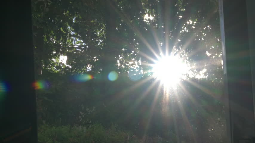 Bright sun and sun rays shining behind a leafy tree, from the window of a home. 