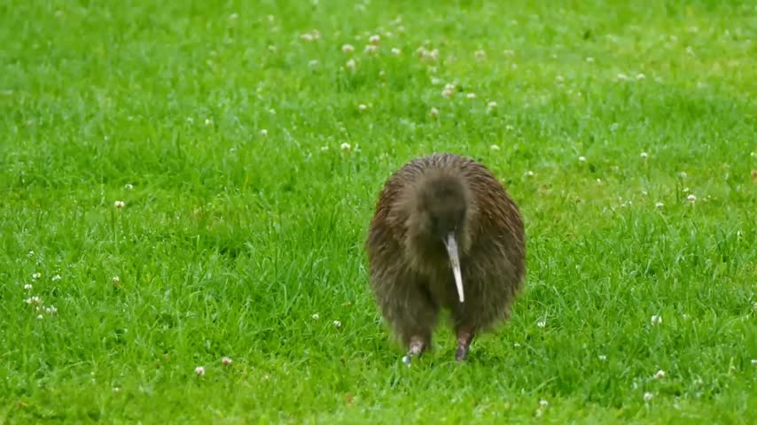 Native New Zealand Brown Kiwi bird on grass