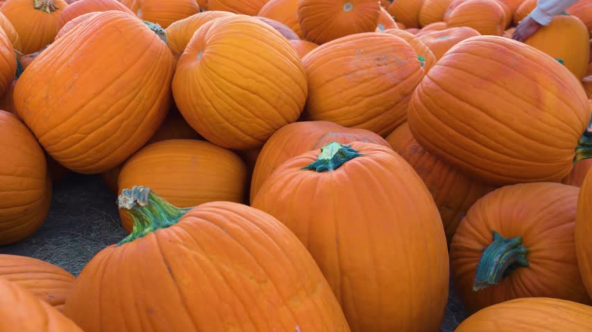 Close up view of a pile of bright orange pumpkins at a pumpkin patch, showing natural ridges, green stems, and varied sizes during the autumn harvest season ahead of Halloween celebrations.