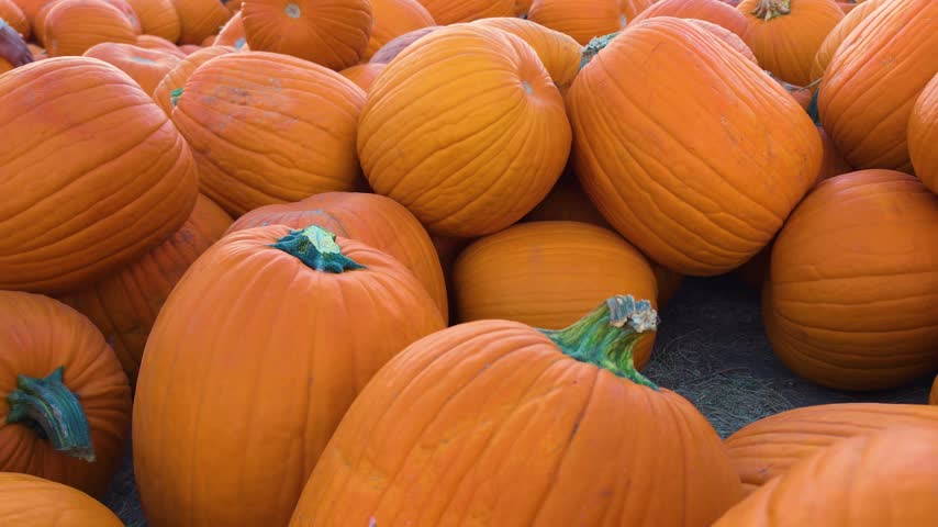 Freshly picked pumpkins of different sizes sit in an orange pile, with thick stems and ribbed surfaces on display at a fall pumpkin market, ready for Halloween carving and autumn decorating.