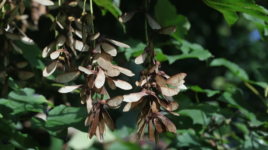 Sycamore seeds, Acer pseudoplatanus, hanging on tree. Autumn. UK