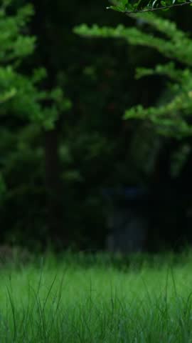 lush tall green grass meadow beside a concrete curb with fallen leaves and dark blurred trees behind, fresh natural landscape with soft glowing light