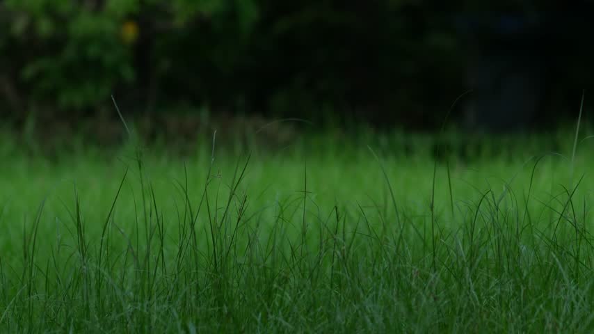 lush tall green grass meadow beside a concrete curb with fallen leaves and dark blurred trees behind, fresh natural landscape with soft glowing light
