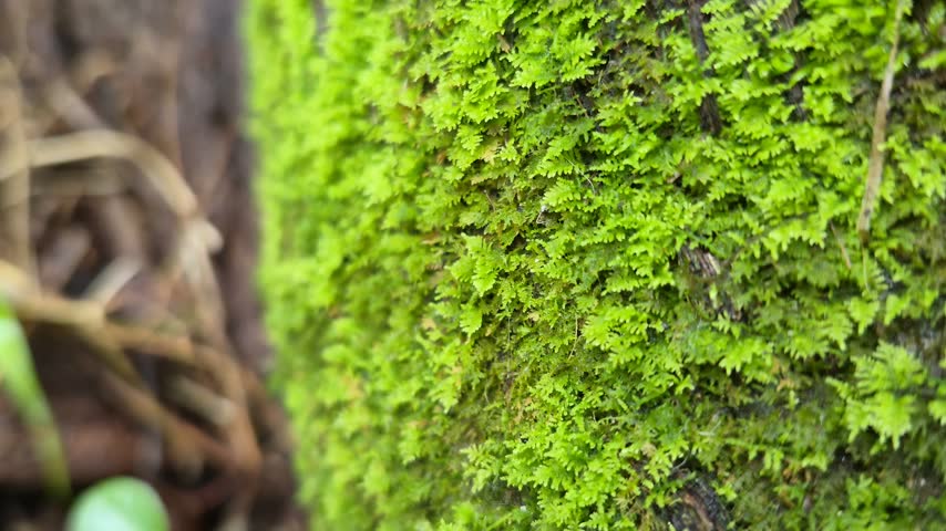 Green moss on rock in forest
