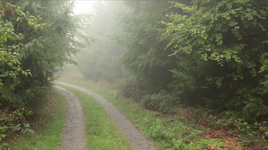 Winding Gravel Road Through a Misty Green Forest