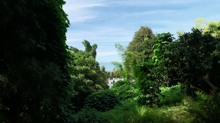 Static shot of manicured green resort park vegetation and surrounding coastal trees in daylight in Tsikhisdziri Georgia.