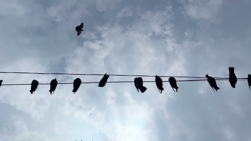Pigeons perched in a row on overhead electrical wires, with some birds taking flight against the sky, capturing everyday urban wildlife and natural bird behaviour