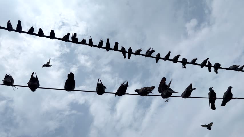 Pigeons perched in a row on overhead electrical wires, with some birds taking flight against the sky, capturing everyday urban wildlife and natural bird behaviour