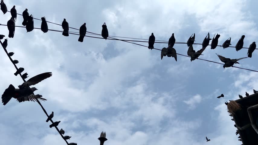 Pigeons perched in a row on overhead electrical wires, with some birds taking flight against the sky, capturing everyday urban wildlife and natural bird behaviour