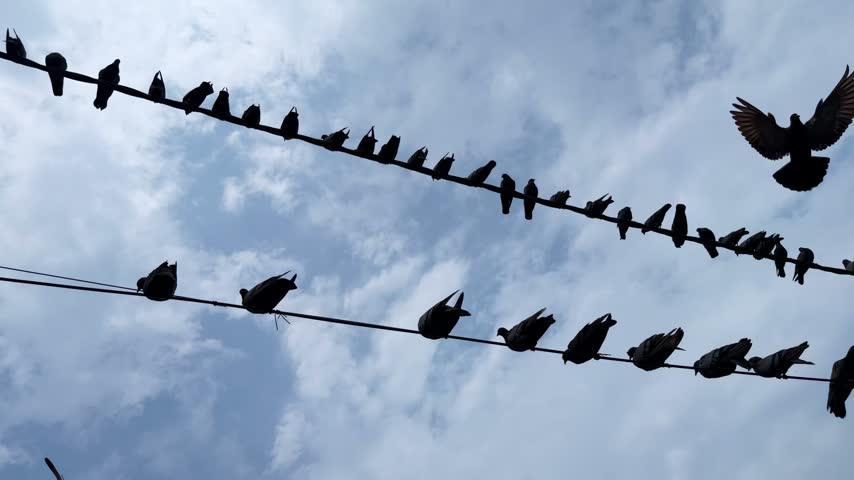 Pigeons perched in a row on overhead electrical wires, with some birds taking flight against the sky, capturing everyday urban wildlife and natural bird behaviour