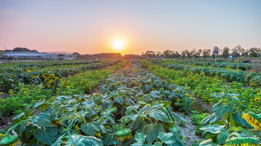 Time-lapse of Sunset over Sunflower Field。
A time-lapse captures the magical sunset over the field. The sun glides down, painting the sky in shifting hues and bringing the flowers to life in a breathtaking dance of light and time.