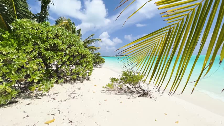 Tropical beach with turquoise water and palm trees