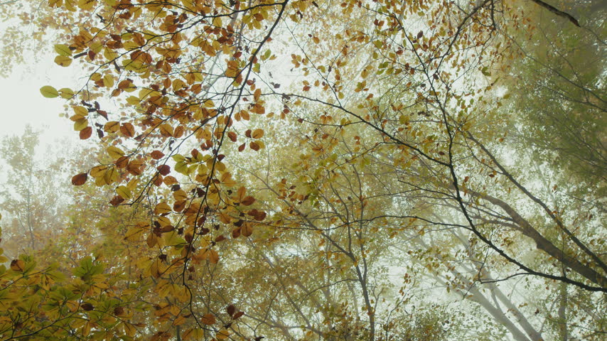 yellow leaves on tree branches with foggy sky