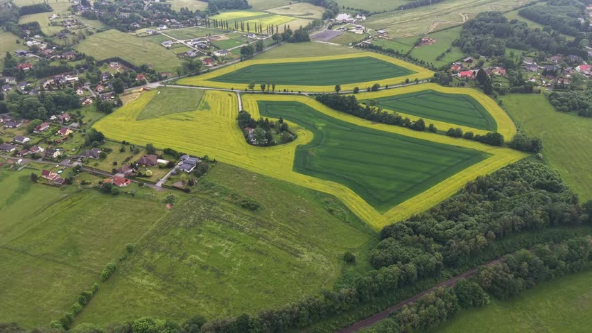 Aerial view over rolling farmland shows bright yellow canola borders winding around emerald green crop blocks beside small rural village. Clear daylight highlights geometric fields, tree hedgero