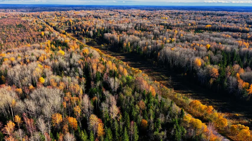 Autumn forest landscape showing vibrant colored trees and clear pathways amid nature