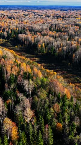 Aerial view of autumn forest showcasing vibrant orange, yellow, and green trees and winding road