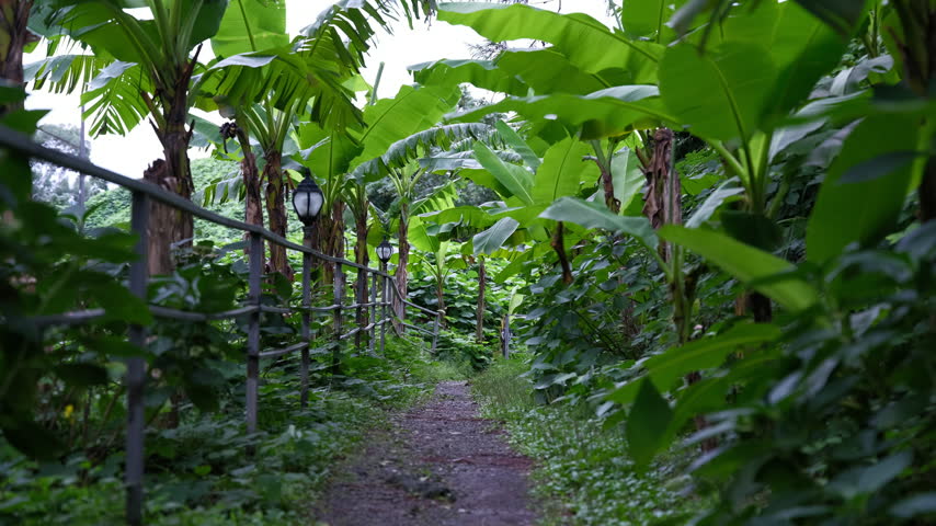 Static shot along a walking trail framed by large green banana palm trees in Tsikhisdziri Georgia, with ambient sound.