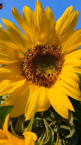 Vibrant yellow sunflower blooming in sunlight with a bee collecting nectar on its center.