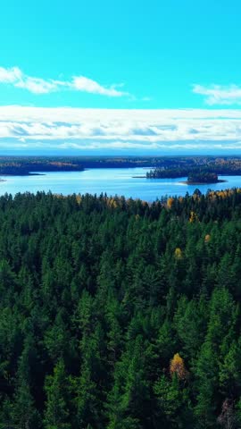 Aerial view of lush pine forests bordering a serene lake under a clear blue sky
