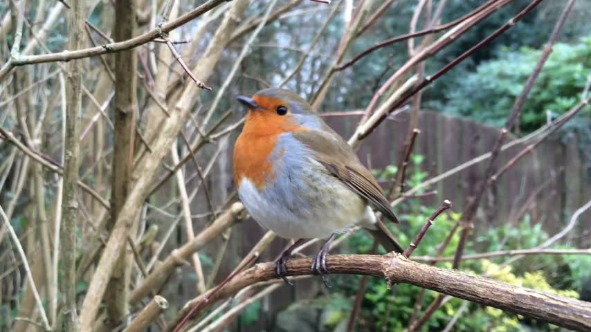 Close up of a cute European Robin bird with an orange breast perching on a bare branch in a garden
