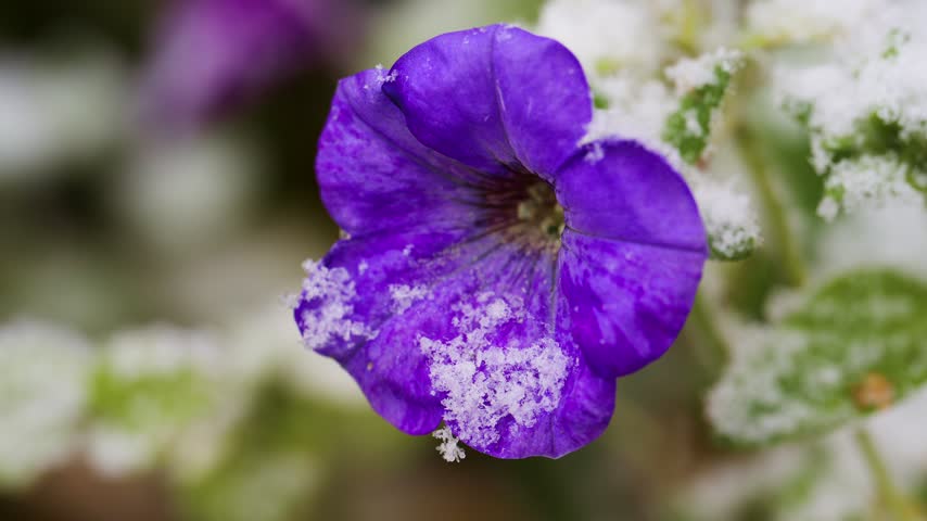Rich purple flower with velvety petals lightly dusted in snow, revealing intricate dark veining near its center.

