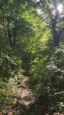A forest path for relaxing tranquility