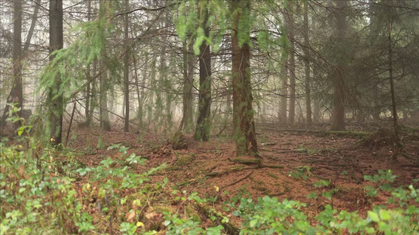 Misty Coniferous Forest with Soft Morning Light