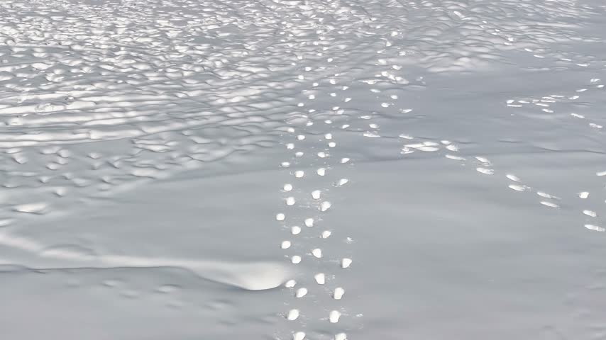 Footprints Leading Through Fresh Snow on a Cold Winter Day in the Wilderness