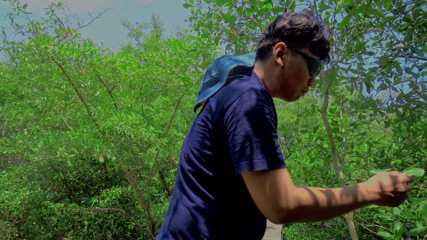 Young man explores a tropical mangrove forest trail walking on wooden paths enjoying nature and outdoor adventure.