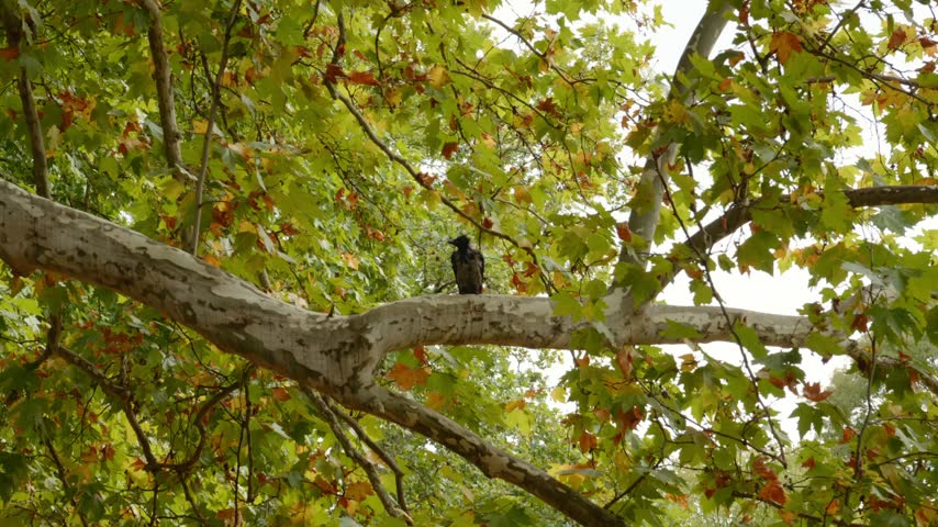 A black crow sits on a thick tree branch surrounded by green and golden autumn leaves. The bird rests among the dense foliage as the tree displays seasonal colors during fall.