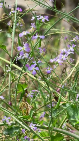 Delicate Small Purple Wildflowers Blooming Among Green Stems and Foliage