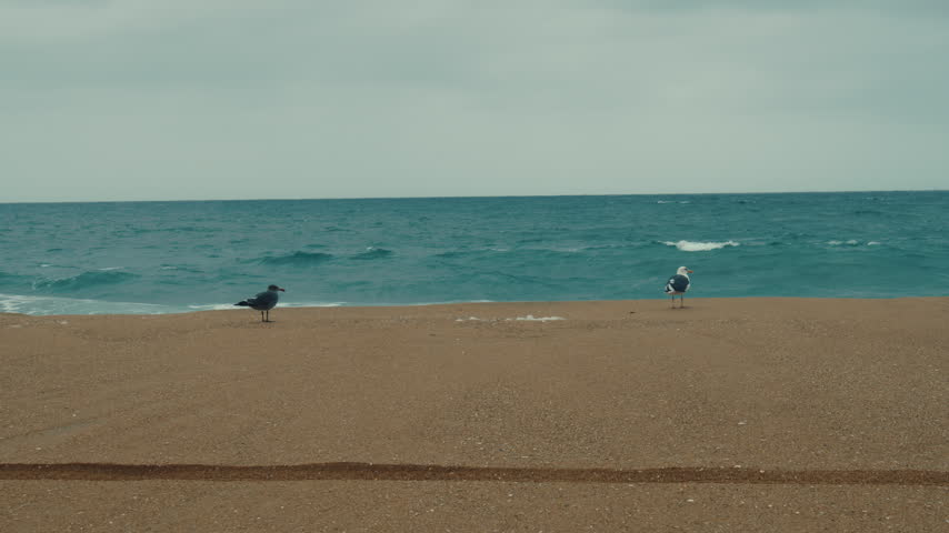 Seabirds suddenly take flight from the sandy shoreline and fly toward the ocean under cloudy skies.