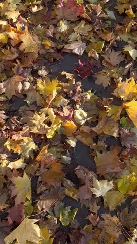 Autumn park, carpet of fallen maple leaves on the path