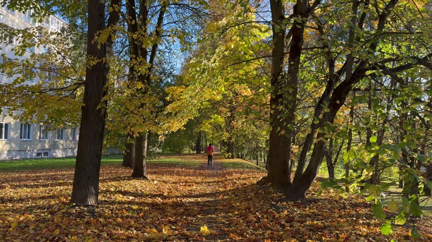 Autumn park, carpet of fallen maple leaves on the path