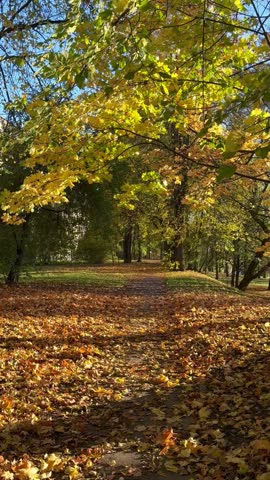 Autumn park, carpet of fallen maple leaves on the path