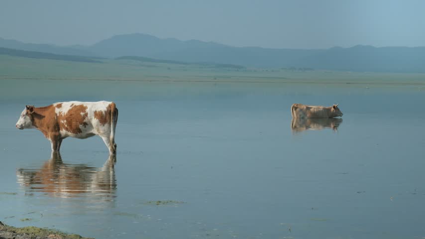 Two domestic cows cool down in the shallow waters of a tranquil lake with reflections of grassy hills under sunny summer skies. Captured in a handheld static shot.