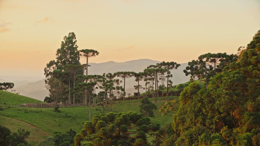 Araucaria trees rise above green hills with hazy mountains in the distance in Minas Gerais, Brazil.