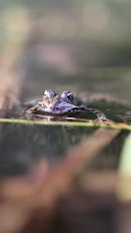 Frog peeks from calm water surface. Dark eyes watch gently. Ripples form softly around its head. Stillness surrounds this quiet creature. Water reflects its calm presence