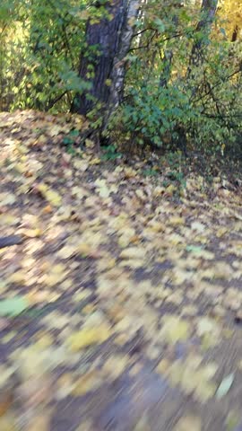 An autumn forest path covered in yellow leaves. A motion-blur effect creates the impression of walking through the woods. 