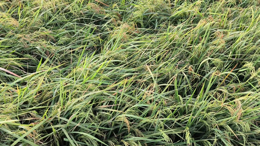 Broad spread of green rice fields with golden grains swaying gently in rural agriculture.